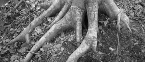 RootsPeople_Roots